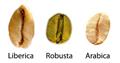 Coffea liberica
